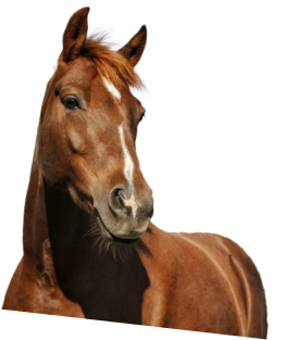 horse