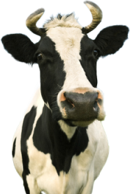 cow