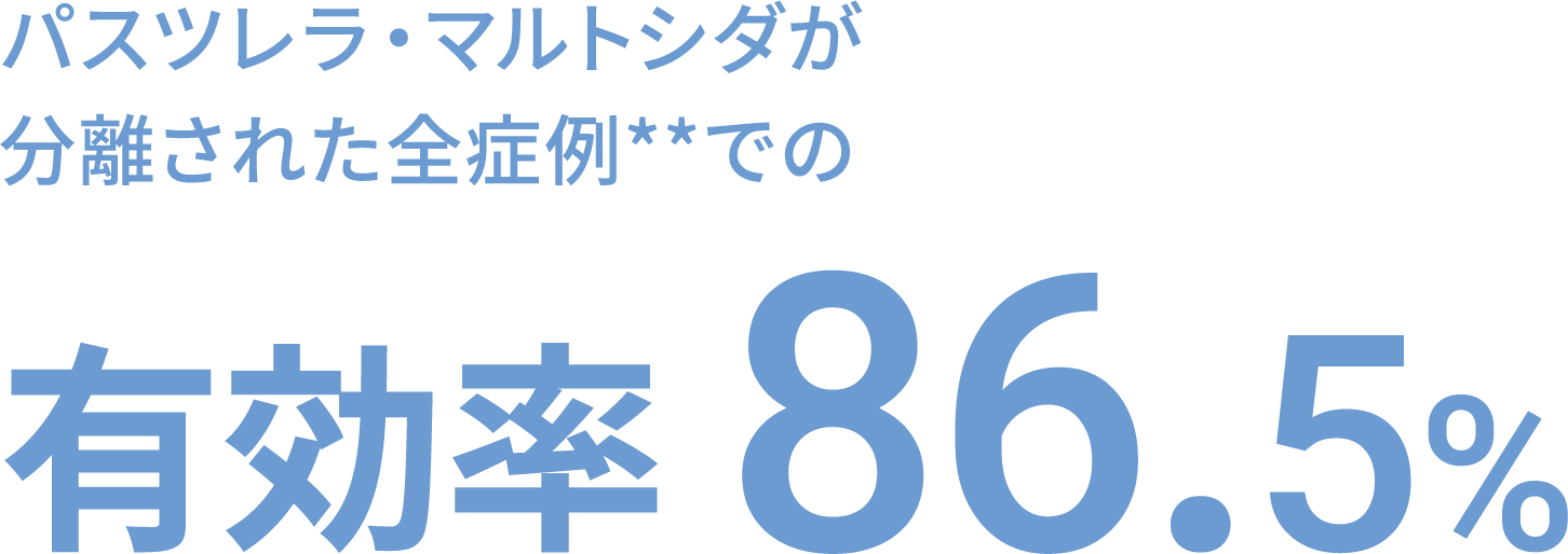 パスツレラ・マルトシダが分離された全症例**での 有効率86.5%