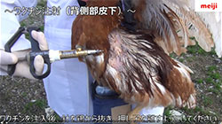 鶏用ワクチン投与動画